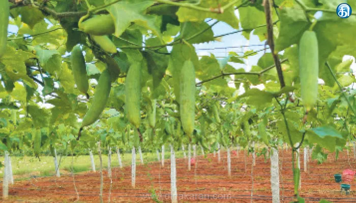 மகத்தான லாபம் தரும் மலேசியன் கோவக்காய்!