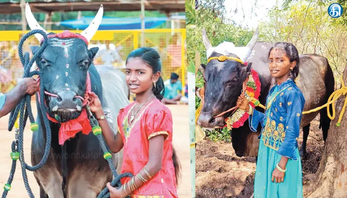 காளைகளைக் கையாளும் சிங்கப் பெண்கள்!