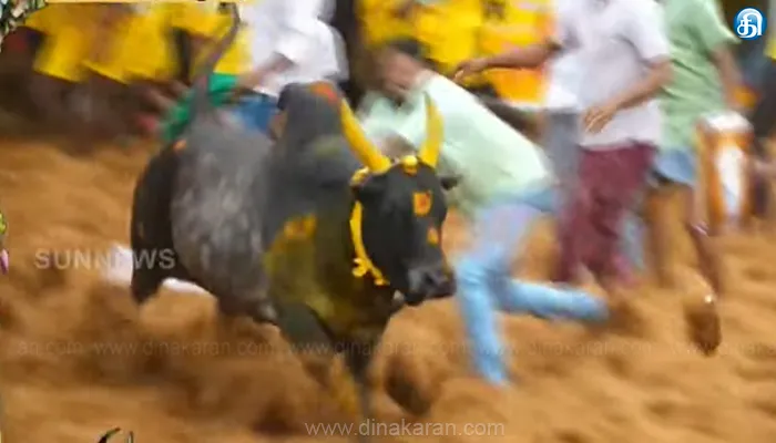 பாலமேடு ஜல்லிக்கட்டு போட்டி : முதல் சுற்று தொடக்கம்