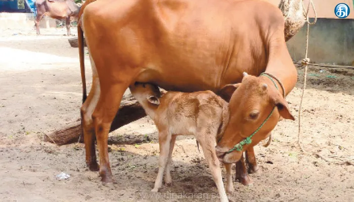 கால்நடைகளுக்கான குளிர்கால பராமரிப்பு!