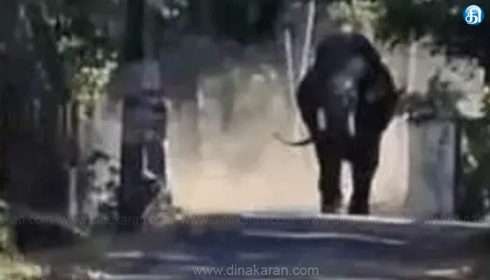 திருச்சூர் அருகே கோயில் திருவிழாவுக்கு வந்த யானை தாக்கி வியாபாரி பலி: பாகன் படுகாயம்