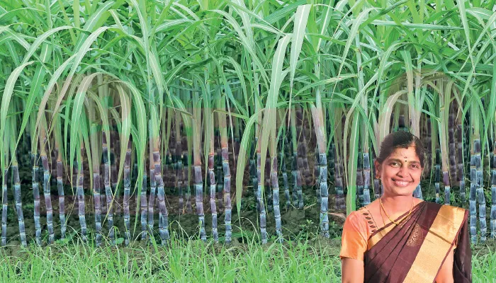 இயற்கை 360° – கரும்பு