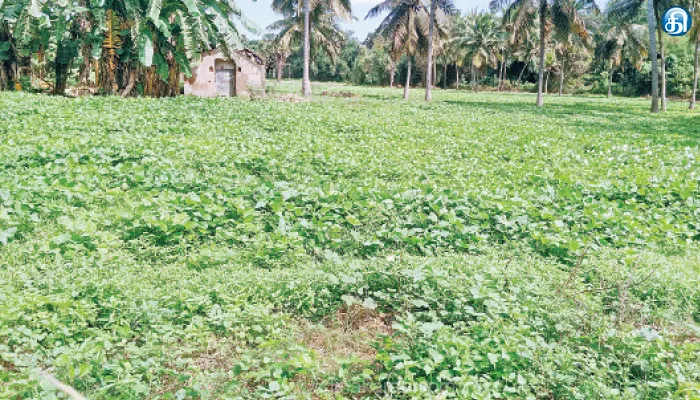 செம்பனார்கோயில் அருகே அறுவடைக்கு தயார் நிலையில் உளுந்து பயிறு