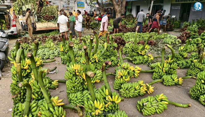 கோவை மாவட்டத்தில் இரவில் கடுமையான பனிப்பொழிவு; வாழைத்தார் உற்பத்தி பாதிப்பு!