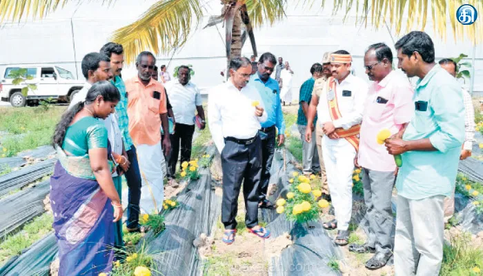 கொள்ளிடம் அருகே உமையாபதி கிராமத்தில் அரசு மானியத்தில் பசுமை குடில் வெள்ளரி சாகுபடி