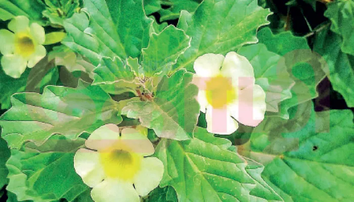 சிறுநீரகக் கற்களை உடைக்கும் நெருஞ்சி!