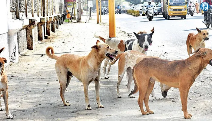 மதுரையில் தெருநாய்களை கட்டுப்படுத்த உத்தரவிடக்கோரி உயர் நீதிமன்ற மதுரைக்கிளையில் வழக்கு