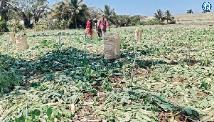 சூளகிரி பகுதியில் விளைச்சல் அதிகரிப்பால் முள்ளங்கி விலை சரிவு