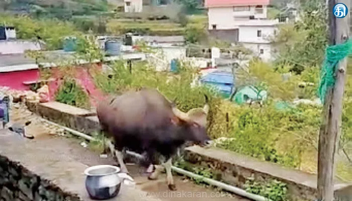 கொடைக்கானல் குடியிருப்பு பகுதியில் காட்டு மாடுகளின் அட்டகாசம் அதிகரிப்பு: வனத்திற்குள் விரட்ட கோரிக்கை