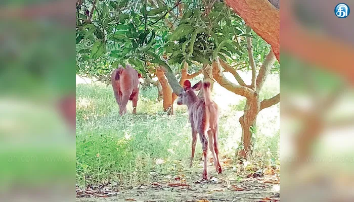 கடும் வெயிலால் நீர்நிலைகள் வறண்டன; குமரியில் கிராமங்களுக்கு படையெடுக்கும் மிளா கூட்டம்