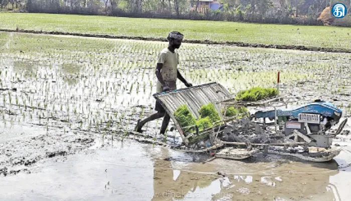 நீடாமங்கலம் அருகே இயந்திரம் மூலம் நெல் நடவு மும்முரம்