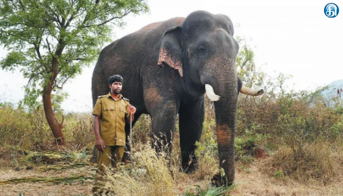 காட்டு யானையை விரட்ட வந்த 2 கும்கிகளுக்கும் மதம் பிடித்தது: களம் இறங்கிய ‘சின்னதம்பி’