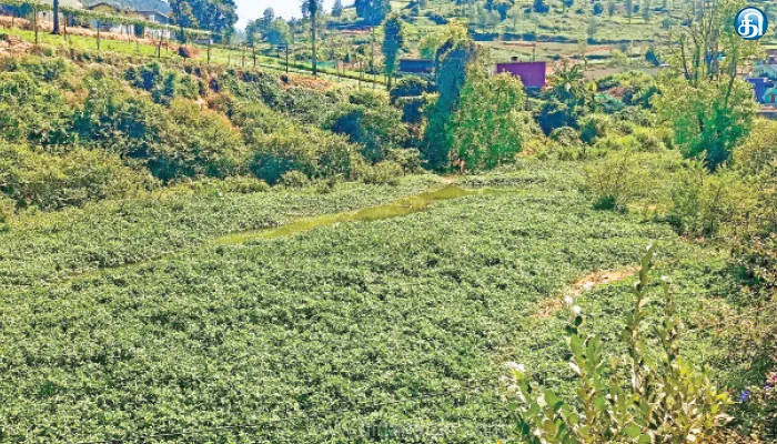 கூக்கல்தொரை, மசகல் ஆறு தூர்வாரப்படுமா?