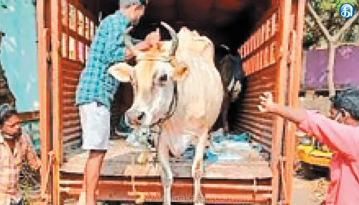 வாகனங்களில் கொண்டு செல்லும்போது போதிய இடைவெளியில் கால்நடைகளுக்கு உணவு: பல்வேறு விதிமுறைகளை ஐகோர்ட் உத்தரவு