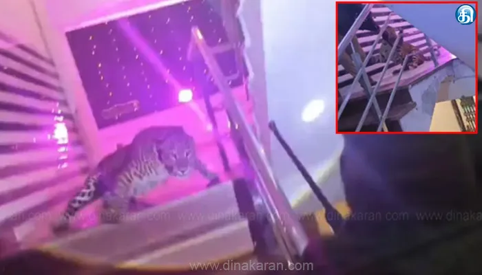 திருமண விருந்துக்கு அழையா விருந்தாளியாக வந்த சிறுத்தை: காருக்குள் ஓடி உயிர்த்தப்பிய மணமக்கள்