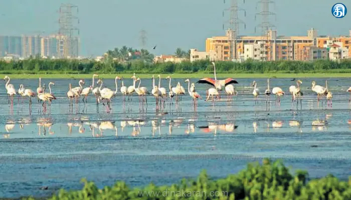 பள்ளிக்கரணை சதுப்பு நிலத்தில் குவியும் வெளிநாட்டு பறவைகள்