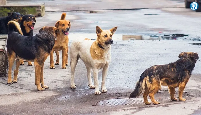 தெரு நாய் கடி எதிரொலி சிறப்பு தடுப்பூசி முகாம்: மாநகராட்சி நடவடிக்கை