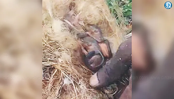 மோட்டார் பைப்பை உடைத்து அணில் குஞ்சுகளை உயிருடன் காப்பாற்றிய விவசாயி: வீடியோ வைரல்