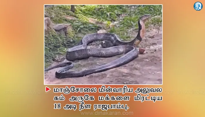 மாஞ்சோலையில் சாலையில் ஓய்வெடுத்த 18 அடி நீள ராஜநாகம்