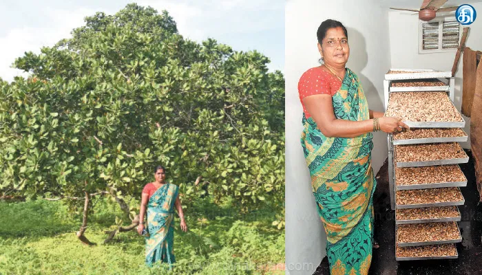 முறையான லாபம் தரும் முந்திரி பிராசஸிங்… முத்திரை பதிக்கும் பெண் விவசாயி!