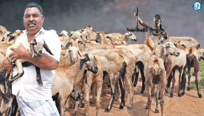லட்சங்களை வழங்கும் செம்மறி ஆடுகள்!