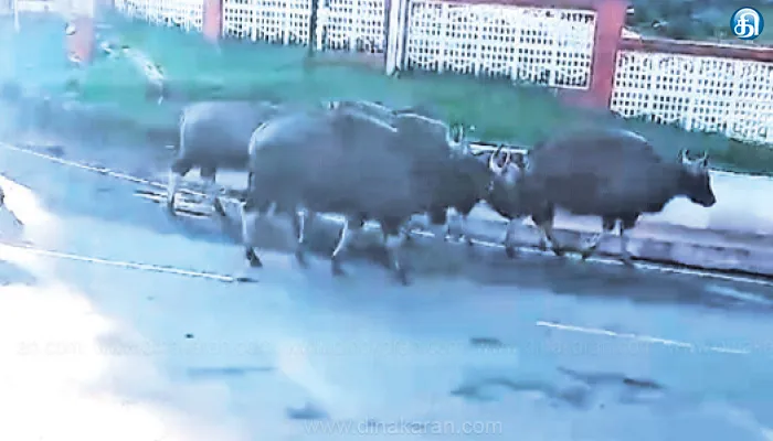 குன்னூர் ராணுவ பயிற்சி மையத்தில் புகுந்த காட்டு மாடுகள்: வாகனங்களை வழிமறித்ததால் பரபரப்பு