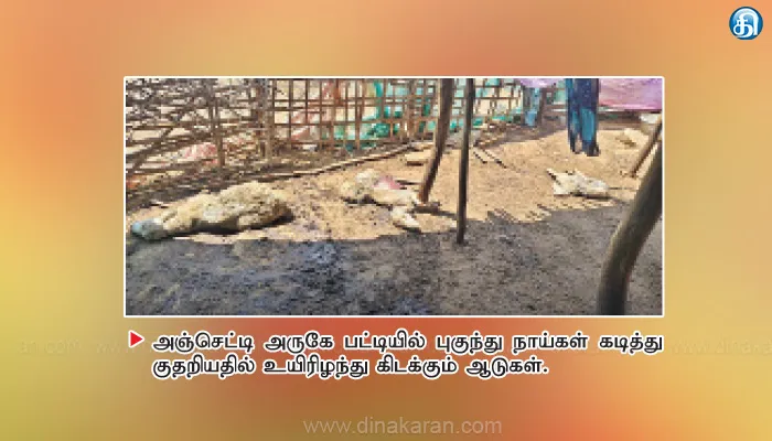 அஞ்செட்டி அருகே பட்டிக்குள் புகுந்து நாய்கள் கடித்ததில் 12 ஆடுகள் பலி