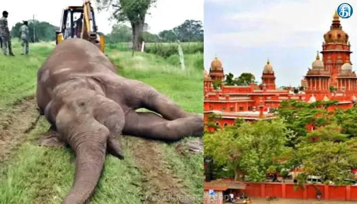 யானை வேட்டை: குற்றவாளியை விரைந்து கைது செய்ய ஐகோர்ட் உத்தரவு..!!