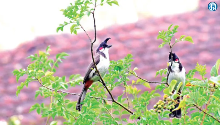 கொடைக்கானல் வனப்பகுதியில் 25 அரிய வகை பறவைகள் கண்டுபிடிப்பு