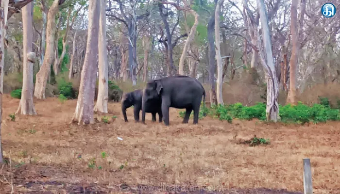 முதுமலை புலிகள் காப்பக பகுதியில் வறட்சியால் பசுந்தீவனத்தை தேடி அலையும் வன விலங்குகள்