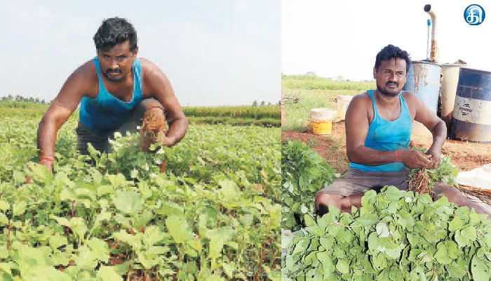 மணத்தக்காளி, முளைக்கீரை, அரைக்கீரை…நேரடி விற்பனை… நிறைவான வருமானம்!