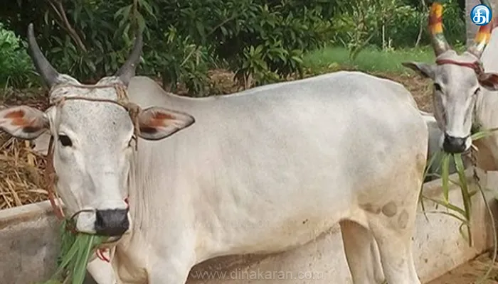 ஆந்திராவில் இருந்து கேரளாவுக்கு கடத்திச் செல்லப்பட்ட 39 மாடுகள் மீட்பு!