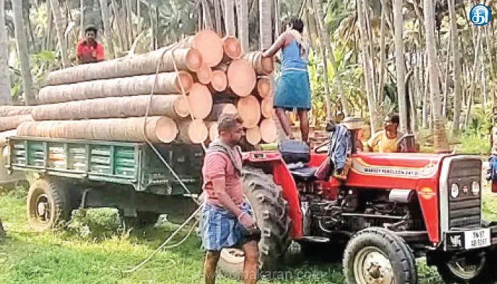 பட்டிவீரன்பட்டி பகுதியில் காய்ப்பு இல்லாத தென்னை மரங்கள் அகற்றம்