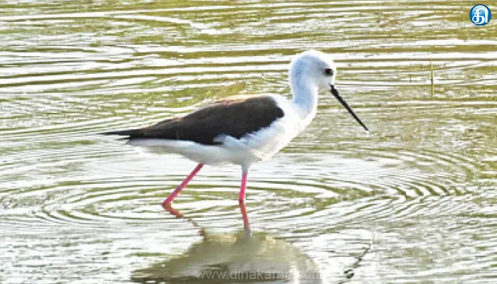ஸ்ரீவில்லிபுத்தூர் பகுதியில் 40 வகை ஈரநில பறவைகள்: கணக்கெடுப்பில் தகவல்