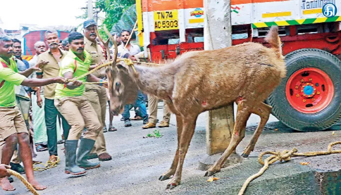 நாகர்கோவிலில் வீட்டின் மாடியில் தஞ்சம் அடைந்த மிளா: 3 மணிநேரம் போராடி வனத்துறை, தீயணைப்பு துறையினர் பிடித்தனர்