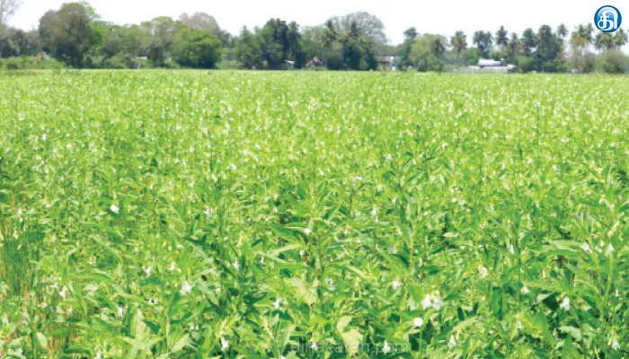 தஞ்சாவூர் அருகே காசு வளநாடு புதூர் பகுதியில் வெப்பத்தை தாங்கும் எள் சாகுபடியில் விவசாயிகள் ஆர்வம்