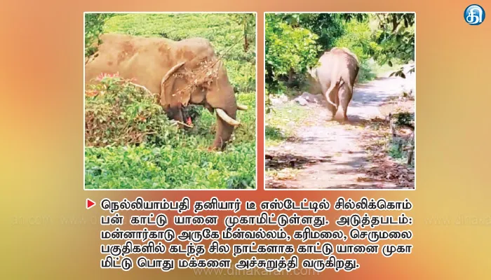 மன்னார்காடு அருகே பரபரப்பு கிராமத்திற்குள் புகுந்த காட்டு யானை