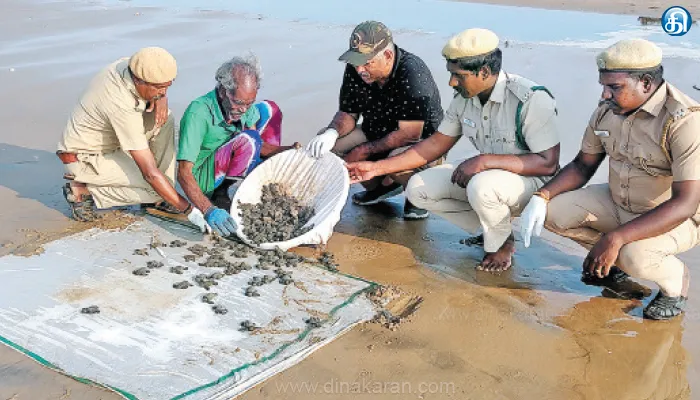கோடியக்கரையில் ஆமை குஞ்சு பொறிப்பகத்திலிருந்து 189 ரெட்லி ஆமை குஞ்சுகள் கடலில் விடப்பட்டன