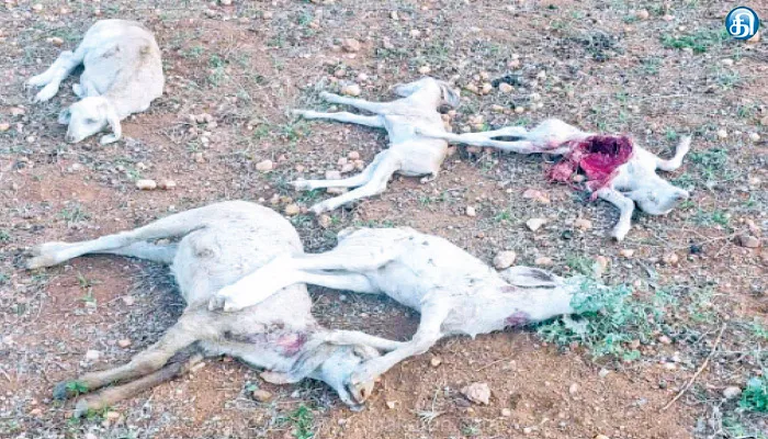 காங்கயம் அருகே நாய் கடித்து குதறியதில் 4 ஆடுகள் பரிதாப பலி