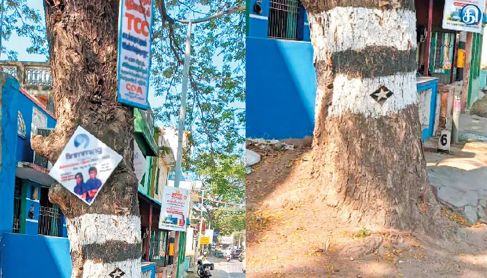 ஆணிகளால் ஆயுளை இழக்கும் மரங்கள்…