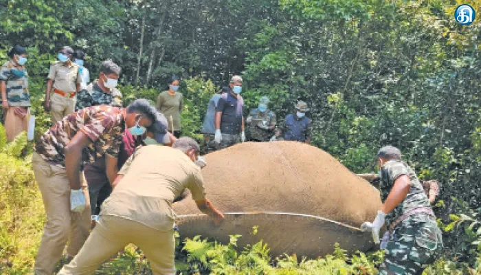 முண்டந்துறை வனப்பகுதியில் யானைகளுக்கு இடையே மோதலில் ஒரு யானை பலி: பிரேத பரிசோதனைக்கு பிறகு உடல் புதைப்பு