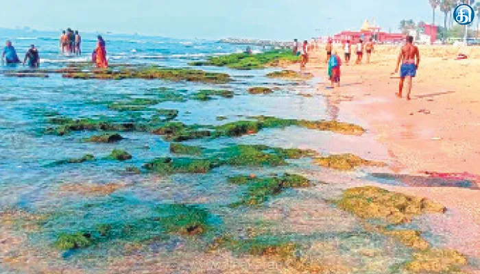 திருச்செந்தூர் கோயில் அருகே 60 அடிக்கு உள்வாங்கிய கடல்: பாசிப்படர்ந்த பாறைகள் வெளியே தெரிந்தது