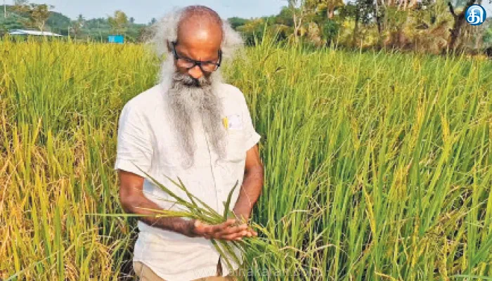 பயிரிட்டு பரவலாக்கம் செய்யும் காரைக்கால் விவசாயி