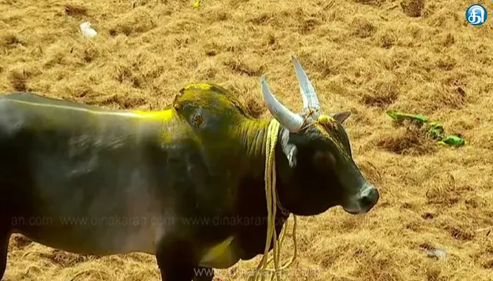 அலங்காநல்லூர் அருகே கீழக்கரை ஜல்லிக்கட்டில் காளை முட்டி மாடுபிடி வீரர் உயிரிழப்பு
