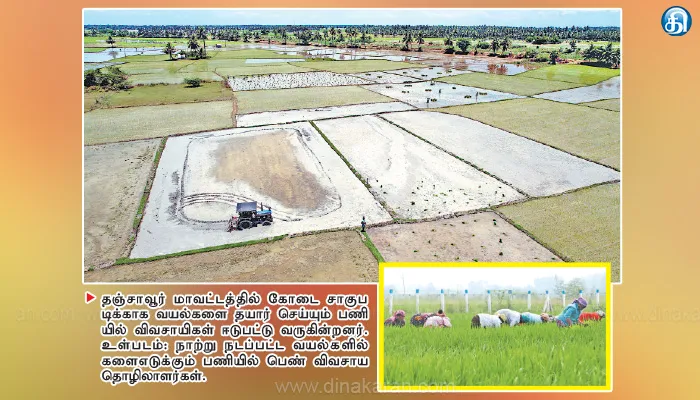 13ஆயிரம் ஏக்கரில் நாற்று நடப்பட்டு கோடை நெல் சாகுபடி தீவிரம்