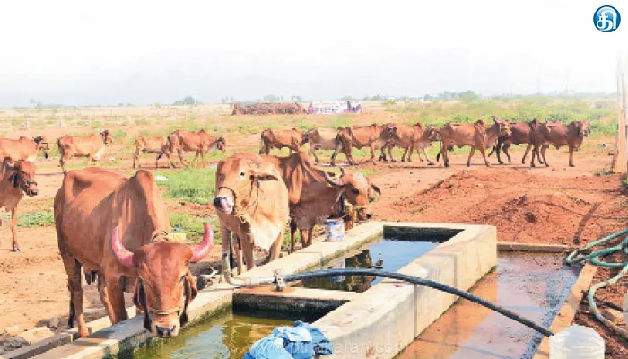 கோடை காலத்தில் கால்நடைகளை கவனமுடன் பராமரிக்க வேண்டும்: கால்நடை வளர்ப்போர் பின்பற்ற வேண்டிய வழிமுறைகள்