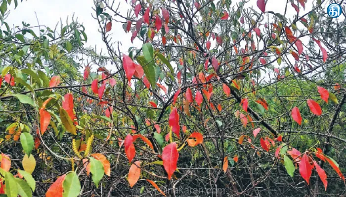 கோடியக்கரை வனவிலங்கு சரணாலயத்தில் ஒரு மாதத்தில் 3 நிறங்கள் மாறும் தில்லை மரம்: சுற்றுலா பயணிகள் ஆர்வத்துடன் கண்டு ரசிப்பு