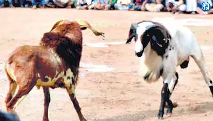 மதுரை எழுமலை கிராமத்தில் கிடா முட்டு திருவிழா நடத்த அனுமதி வழங்க ஐகோர்ட் கிளை உத்தரவு