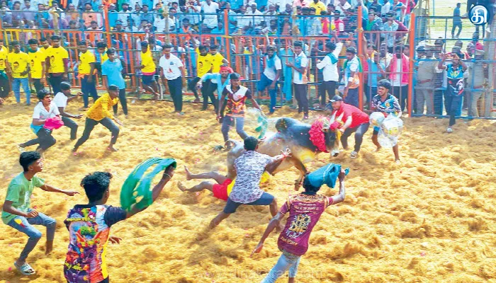 வாழப்பாடி அருகே சிங்கிபுரத்தில் ஜல்லிக்கட்டு போட்டியில் சீறிப்பாய்ந்த காளைகள்: மாடுகள் முட்டியதில் 30 பேர் காயம்