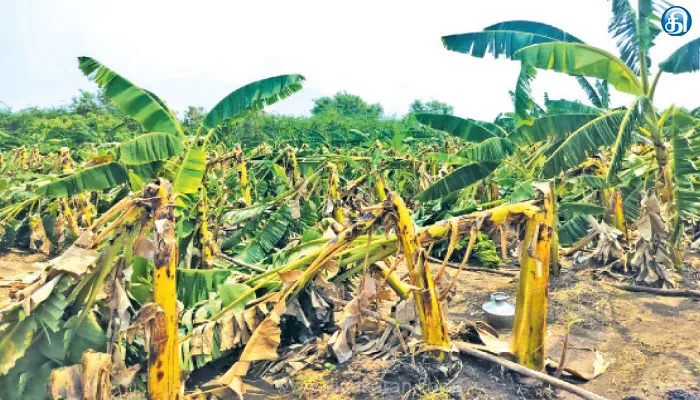 துறையூர் அருகே சூறாவளி காற்று; 11 ஆயிரம் வாழை மரங்கள் சேதம்: விவசாயிகள் வேதனை